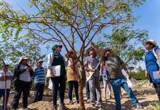 “Tara Ñan”: Estrategia para impulsar la gestión sostenible de la tara en 10 departamentos del Perú