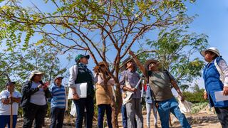 “Tara Ñan”: Estrategia para impulsar la gestión sostenible de la tara en 10 departamentos del Perú