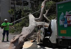 Árbol de gran tamaño cae sobre una furgoneta y deja dos heridos en Miraflores (GALERÍA)