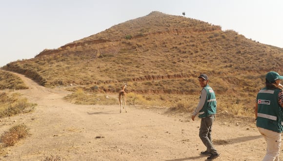 El guanaco retornó a su ambiente natural sano y salvo (Foto: Difusión)