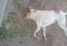 Nasca: denuncian envenenamiento de perrita por el sector de Amaprovi