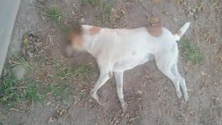 Nasca: denuncian envenenamiento de perrita por el sector de Amaprovi