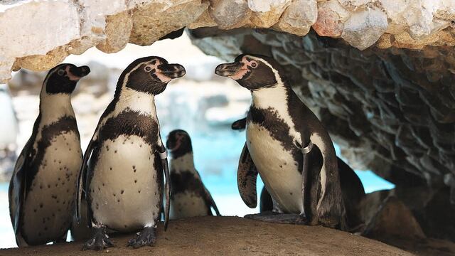 Parque de las leyendas celebrará este fin de semana el Día Mundial de los Animales