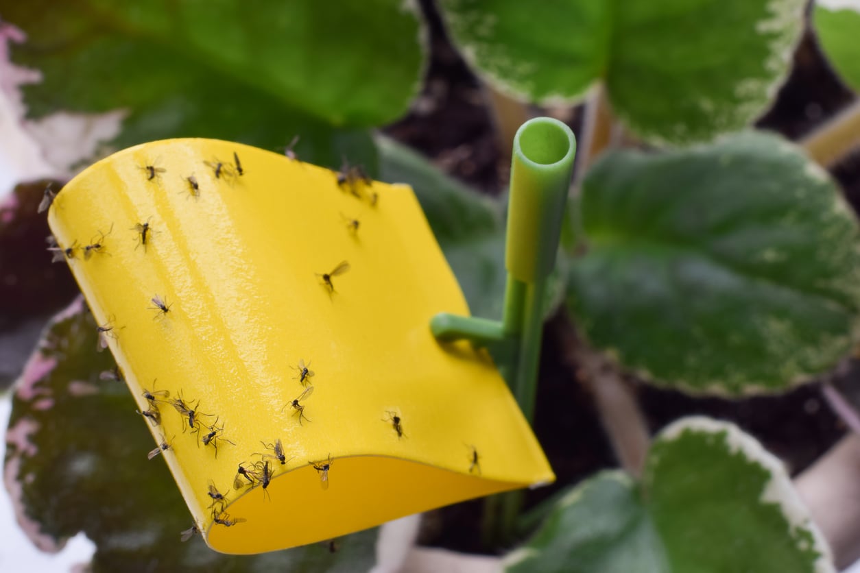 El mosquito Aedes aegypti, transmisor del dengue, puede reproducirse en pequeñas acumulaciones de agua dentro y alrededor de la vivienda. Una especialista explica qué espacios revisar y cómo reducir el riesgo.