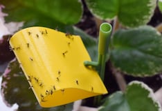 Dengue en Perú: 4 lugares de tu casa que pueden convertirse en criaderos