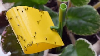 Dengue en Perú: 4 lugares de tu casa que pueden convertirse en criaderos
