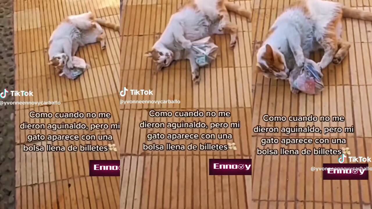 Gato lleva bolsa de billetes a su casa. (Foto: composición EC)