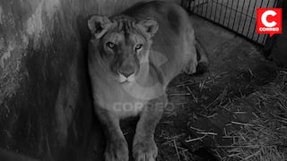 Huancayo: Leona Cori fallece en el zoológico de un paro cardiorrespiratorio