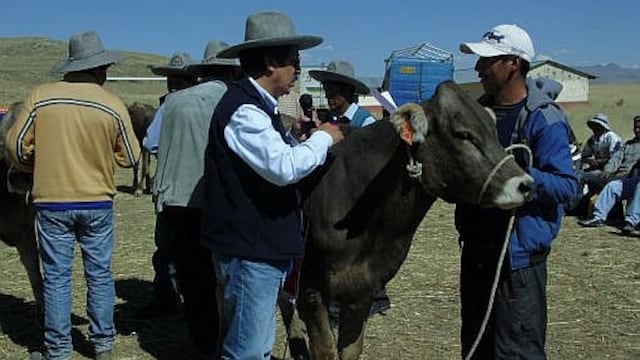 Comuneros de Espinar reciben vacunos en Cusco