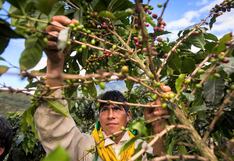 Festival Nacional del Café revela dura realidad: cafetaleros sin recursos y al borde del colapso (VIDEO)