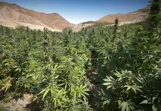 Chincha: Policía descubre y destruye más de una hectárea con plantaciones de marihuana