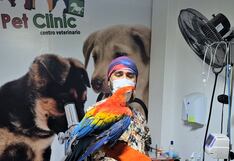 Piura: Rescatan a loros que eran ofrecidos como mascotas en mercados