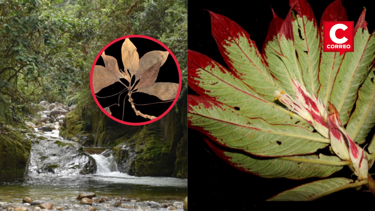 Hallazgo realizado en el Bosque de Protección Pui Pui (Junín) confirma el enorme potencial científico de las áreas naturales protegidas y fortalece la posición del Perú como país megadiverso. (Fotos: Difusión Sernanp)