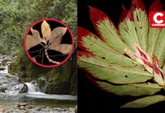 Junín: Descubren dos nuevas especies de plantas endémicas en la selva central de Perú