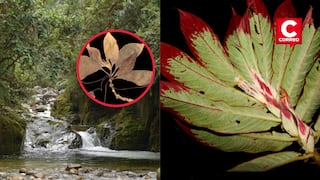 Junín: Descubren dos nuevas especies de plantas endémicas en la selva central de Perú