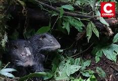 Histórico: liberan macheteros rescatados del tráfico ilegal en bosques de Chanchamayo