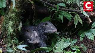 Histórico: liberan macheteros rescatados del tráfico ilegal en bosques de Chanchamayo