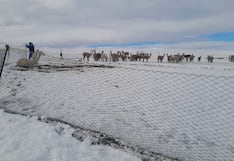 Mortandad de animales por granizada y lluvias en Arequipa
