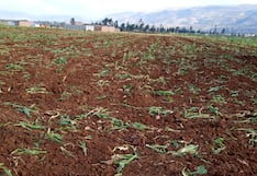 Junín: Heladas dañan más de mil hectáreas de maíz en Jauja
