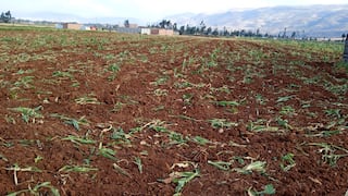 Junín: Heladas dañan más de mil hectáreas de maíz en Jauja