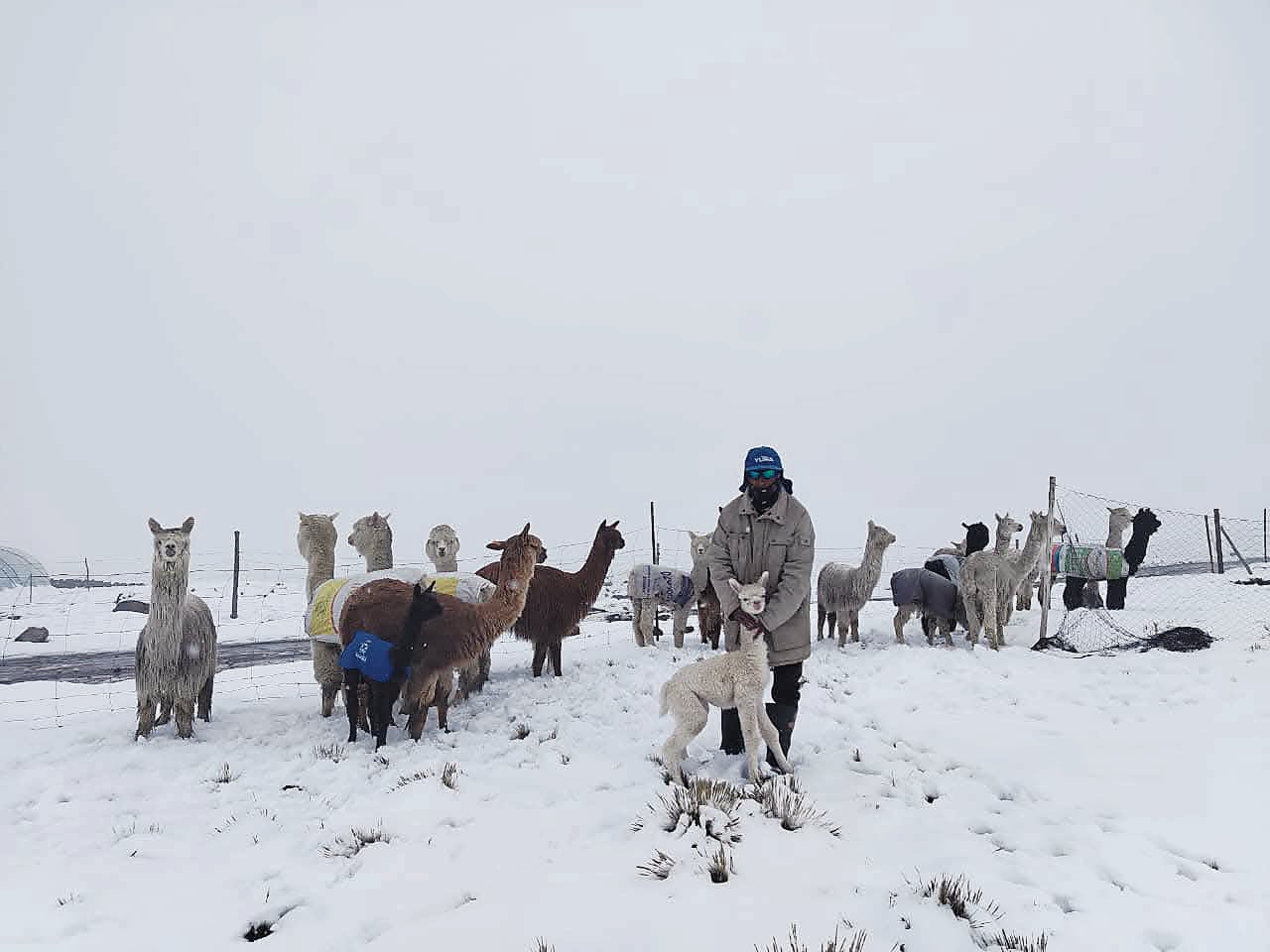 Cientos de familias se ven afectadas ante la muerte de sus ganados. Foto: GEC.