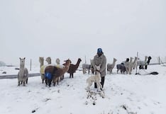 Nevadas y granizo causan muerte de ganado auquénido en la región de Arequipa
