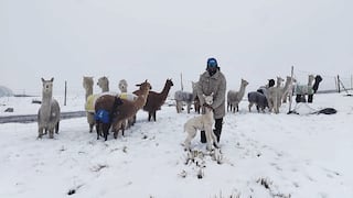 Nevadas y granizo causan muerte de ganado auquénido en la región de Arequipa