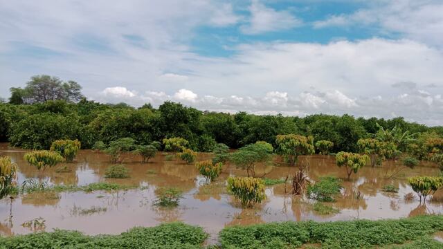 Lluvias en Piura: Más de 250 hectáreas de cultivos en caseríos de Tambogrande inundados