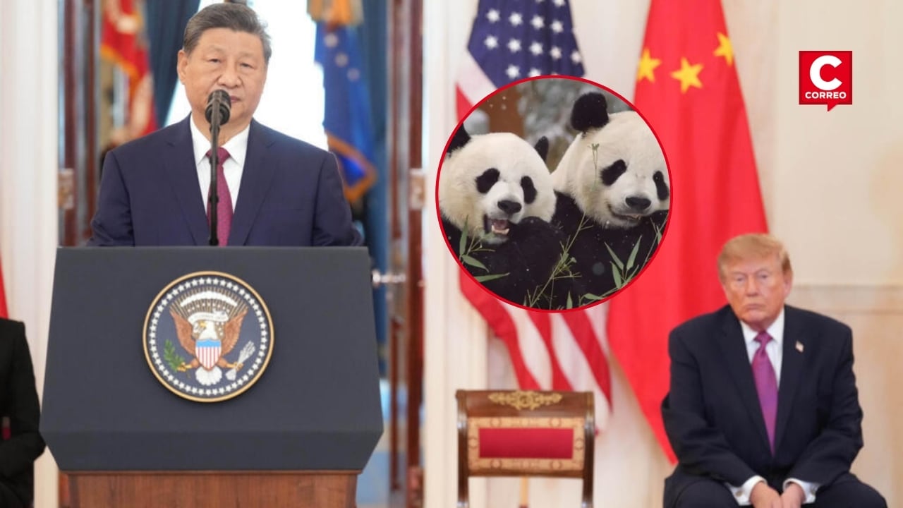 Xi Jinping anuncia llegada de dos pandas a zoológico de Atlanta en medio de acercamiento con EE. UU. Composición: Diario Correo.