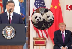 Xi Jinping anuncia llegada de dos pandas a zoológico de Atlanta en medio de acercamiento con EE. UU.