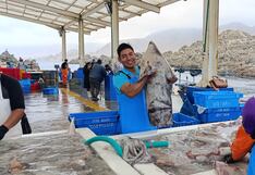 PRODUCE: Retoman la pesca de pota con cuota ampliada en el mar peruano