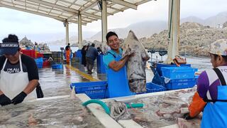 PRODUCE: Retoman la pesca de pota con cuota ampliada en el mar peruano