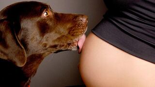 ¿Cómo entrenar a un perro para la llegada de tu bebé?