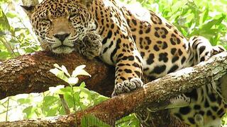 Argentina: Construyen puentes peatonales para jaguares