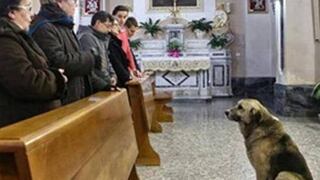 Perro acude a misa todos los días para buscar a su dueña fallecida
