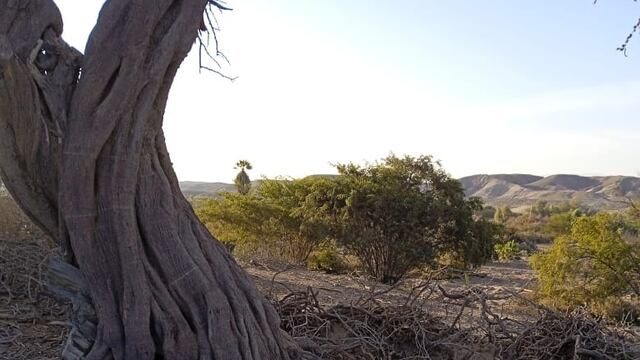 Nasca: Denuncian tala indiscriminada de huarango en el sector de Cahuachi