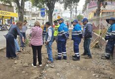 Mantenimiento de veredas en Umacollo pondría en riesgo árboles de Arequipa