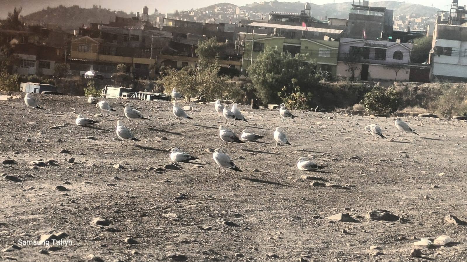Gaviotas andinas furon vistas en el distrito de Paucarpata (Foto: Vania Qquenta)