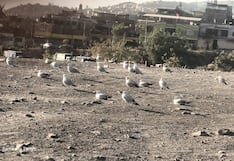 Gaviotas andinas llegan a Arequipa en busca de alimentos