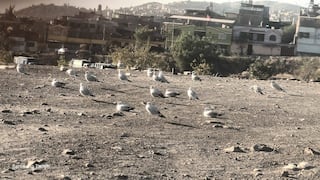 Gaviotas andinas llegan a Arequipa en busca de alimentos
