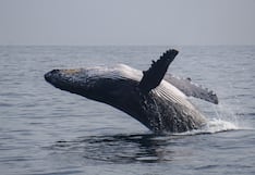 Piura se suma a promoción del avistamiento de ballenas