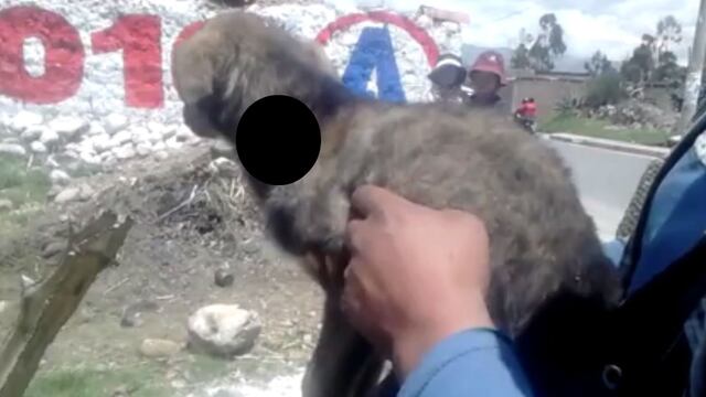 Facebook: le cortan el cuello a perrito y logra sobrevivir (VIDEO)