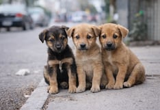Más de 6 millones de perros viven en abandono en Perú: esterilización es clave