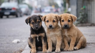 Más de 6 millones de perros viven en abandono en Perú: esterilización es clave