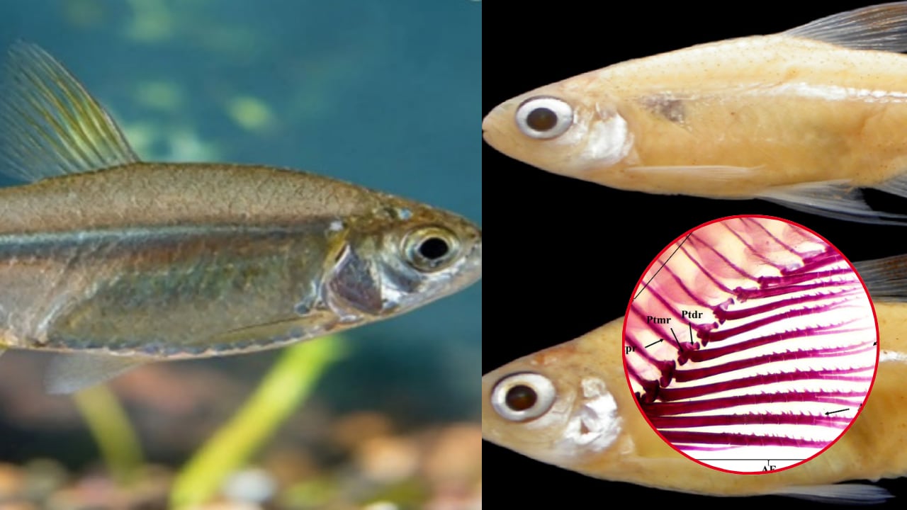 Investigación liderada por experto del Instituto la Amazonía Peruana identifica nueva especie de pez en Sudamérica. (Imagen: scielo.br)
