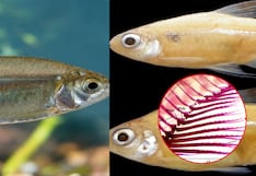 Investigador peruano descubre nueva especie de pez en Sudamérica
