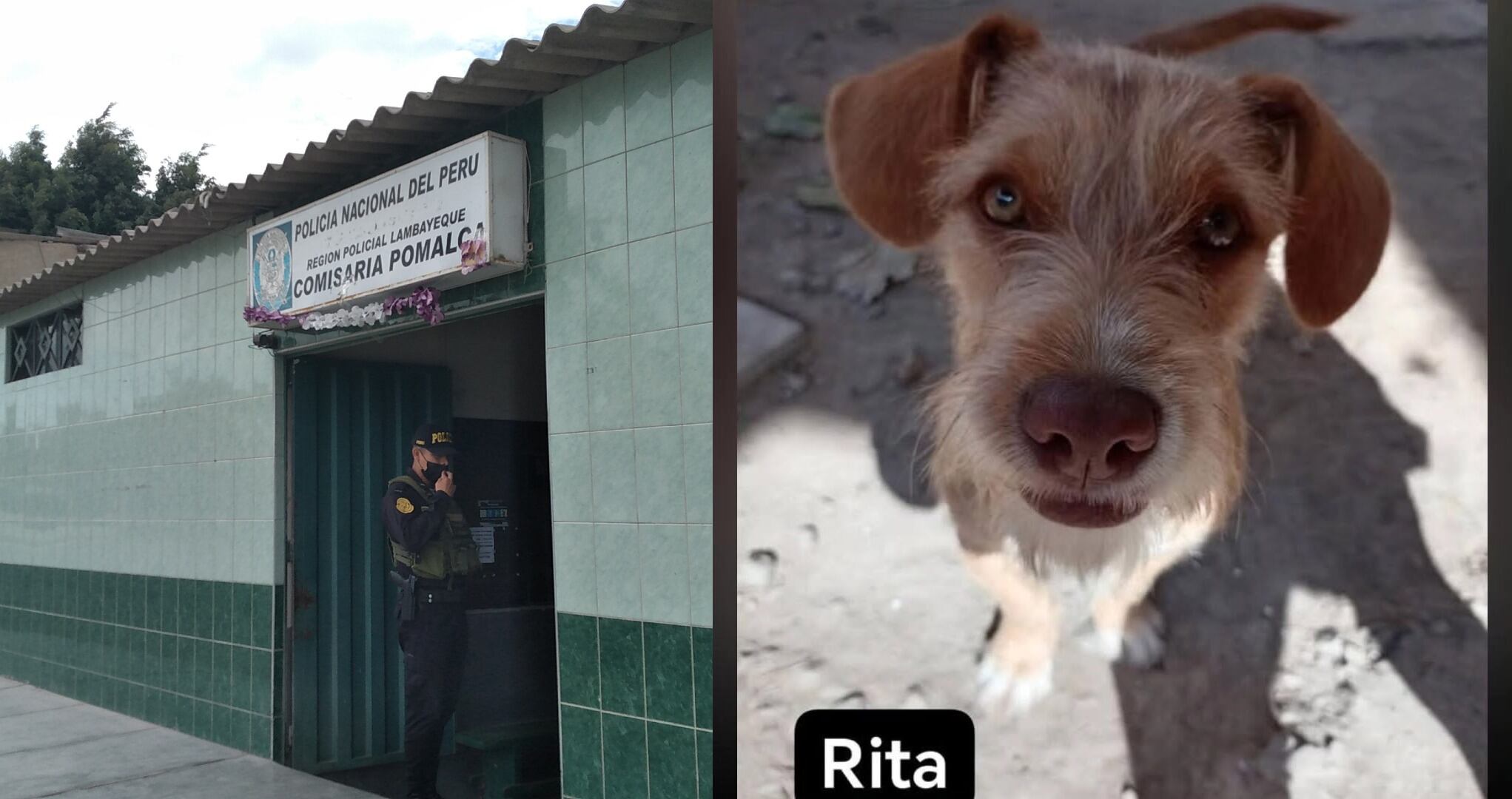 Perrita entristeció a sus dueños tras trágico hecho.