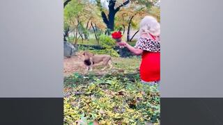 EE.UU.: Mujer trepa muro de seguridad en zoológico de Nueva York para estar cerca de leones