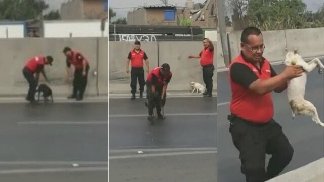 Emotivo rescate de dos perritos atrapados en transitada avenida de Puente Piedra (VIDEO)