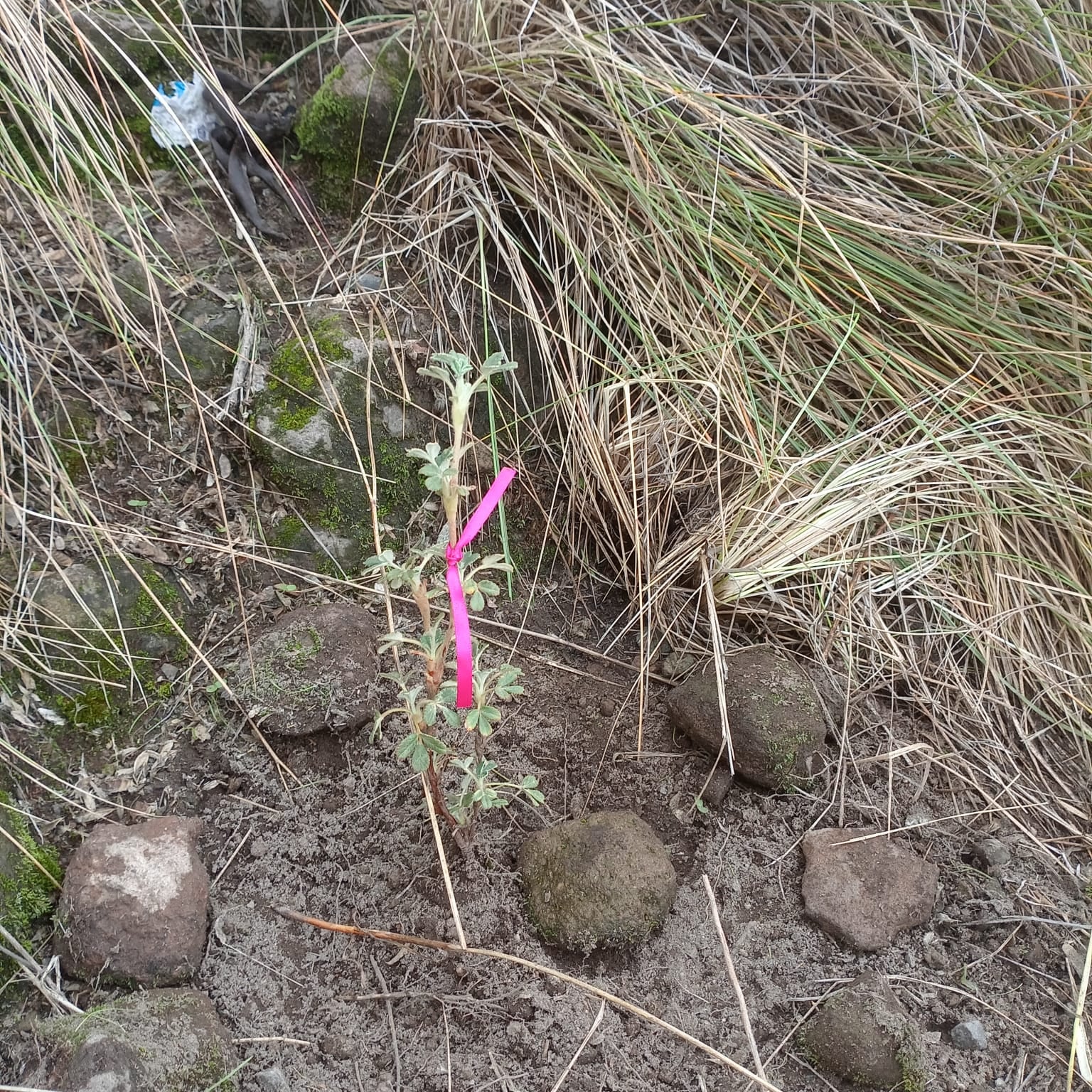 Andinistas sembraron 100 queñuales en las faldas del Misti en Arequipa. Foto: Club Deportivo de Andinismo Arequipa